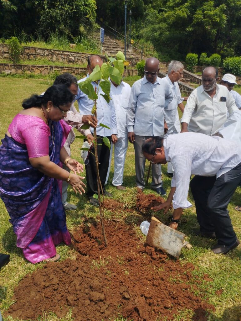 tree plantation